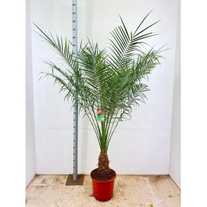 PHOENIX ROEBELENII