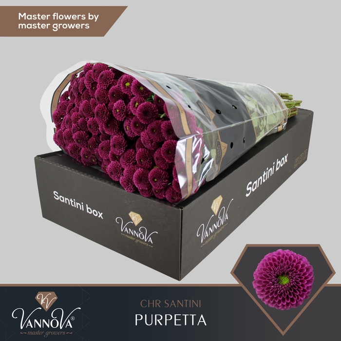 <h4>Chrysanten Chr S Purpetta</h4>
