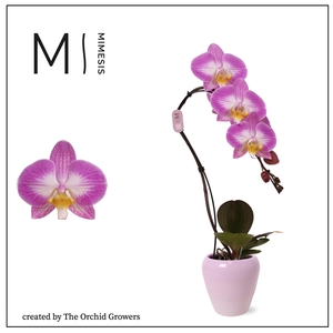 Mimesis Phal. Swan Special - 1 spike 7cm in Martine Pink Ceramic