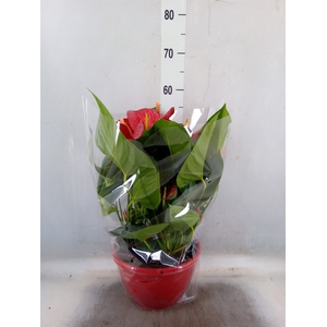 Anthurium andr. 'Casparo'