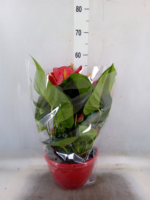 <h4>Anthurium andr. 'Casparo'</h4>