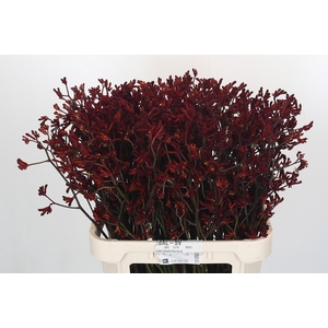 Anigozanthos Bush Ruby