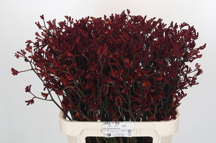 Anigozanthos Bush Ruby