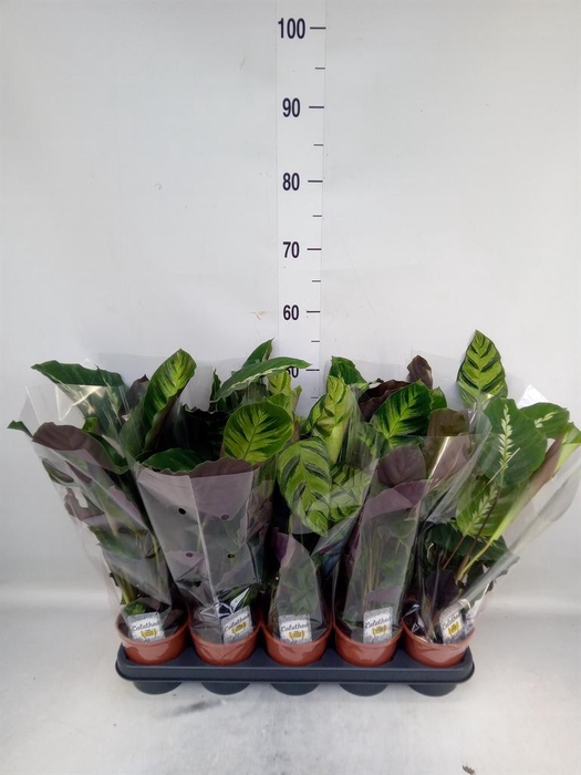 <h4>Calathea ...mix 3</h4>
