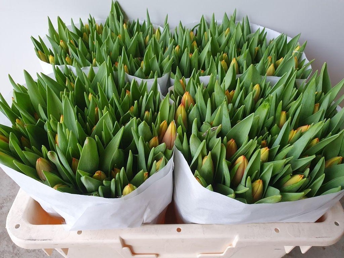 <h4>Tulipa si dow jones</h4>