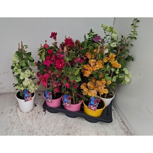 BOUGAINV DANIA