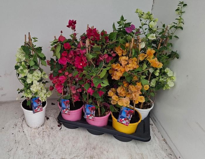 <h4>BOUGAINV DANIA</h4>