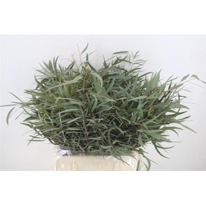 Euca Nicoly Short 150gr P Bunch