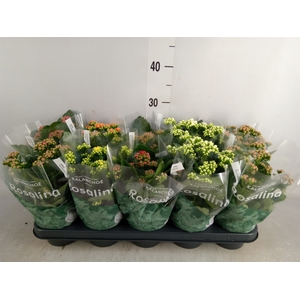 Kalanchoe blos. 'RosDon Collection'