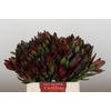 Leucadendron Saf Sunset Dark R.