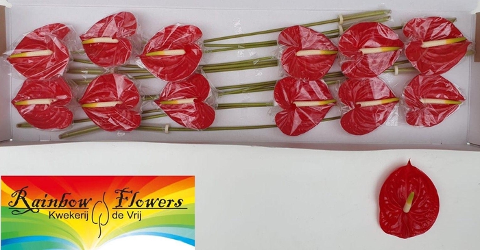 <h4>ANTH A TROPICAL</h4>