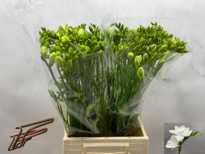 <h4>FR DU MAESTRO</h4>