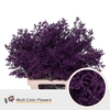 Limonium Lila Donker