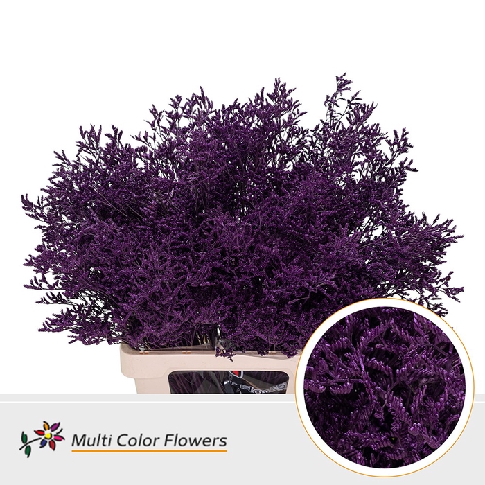 <h4>Limonium Lila Donker</h4>