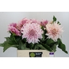 Dahlia Cafe Au Lait