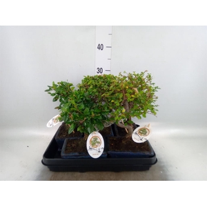 Bonsai   ...mix