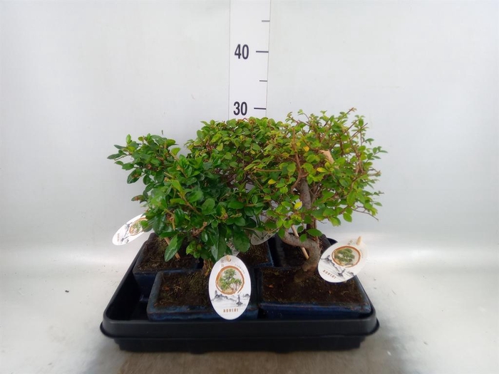 <h4>Bonsai   ...mix</h4>