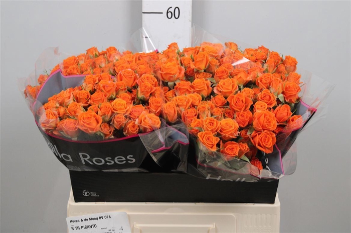 <h4>R Tr Picanto</h4>