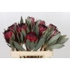 Protea Barbigera Ruby Princess Air