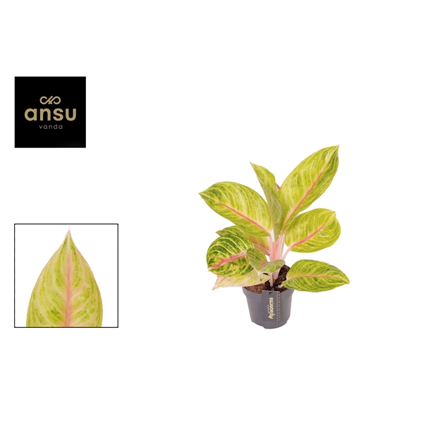 <h4>Aglaonema Rose Parakeet</h4>