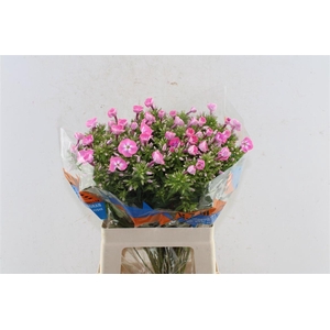 Phlox Senora Pink