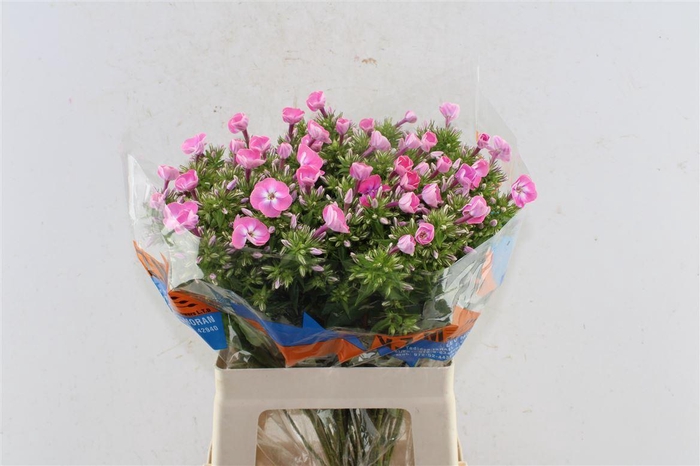 <h4>Phlox Senora Pink</h4>