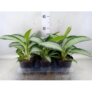 Aglaonema  'Silver Blue'