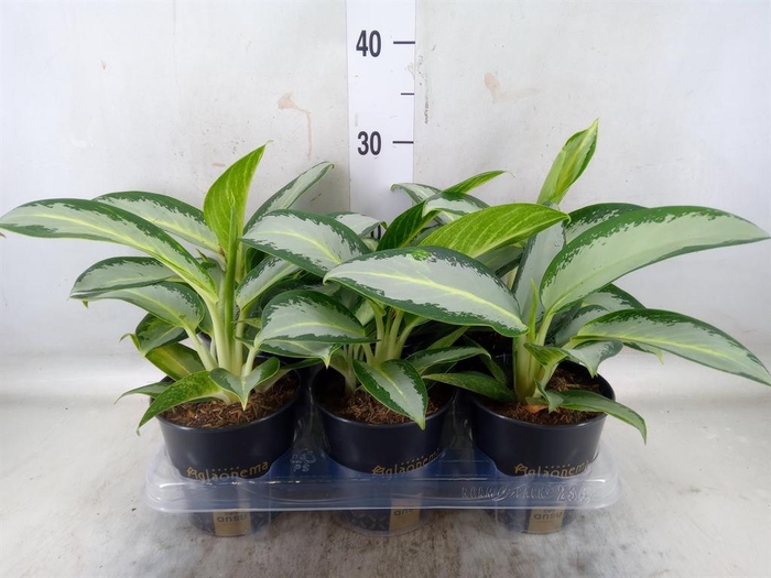 <h4>Aglaonema 'Silver Blue'</h4>