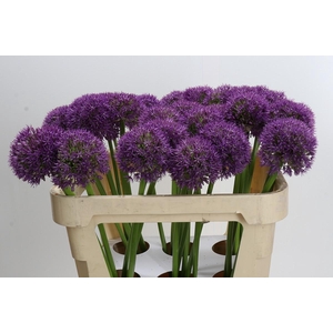 Allium Pinball Wizard