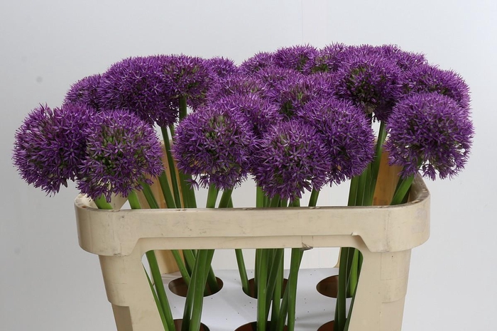 <h4>Allium Pinball Wizard</h4>