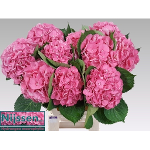 HYDR M ELBTAL RZ