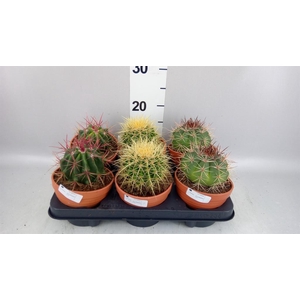 Cactus   ...