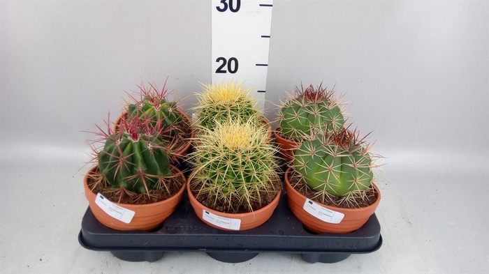 <h4>Cactus   ...</h4>