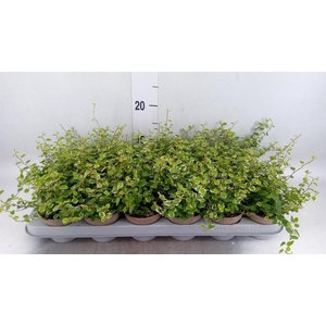 Ficus pumila 'White Sunny'