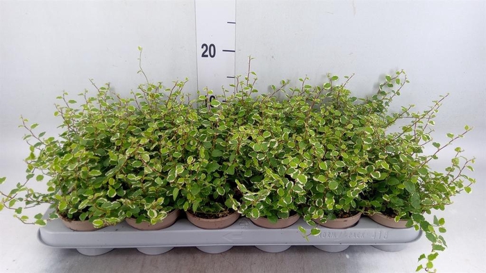 <h4>Ficus pumila 'White Sunny'</h4>