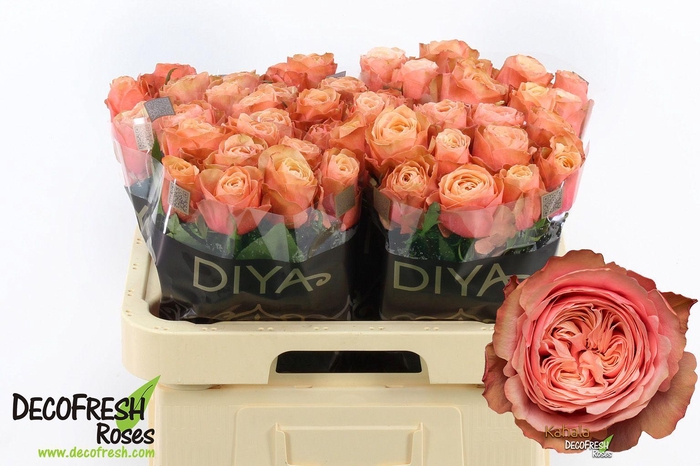 <h4>R Gr Kahala</h4>