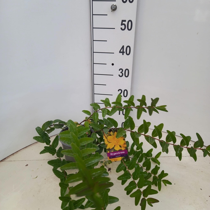 <h4>Hypericum 'Hidcote'</h4>