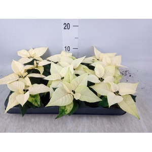 Euphorbia pulc. 'Alaska'