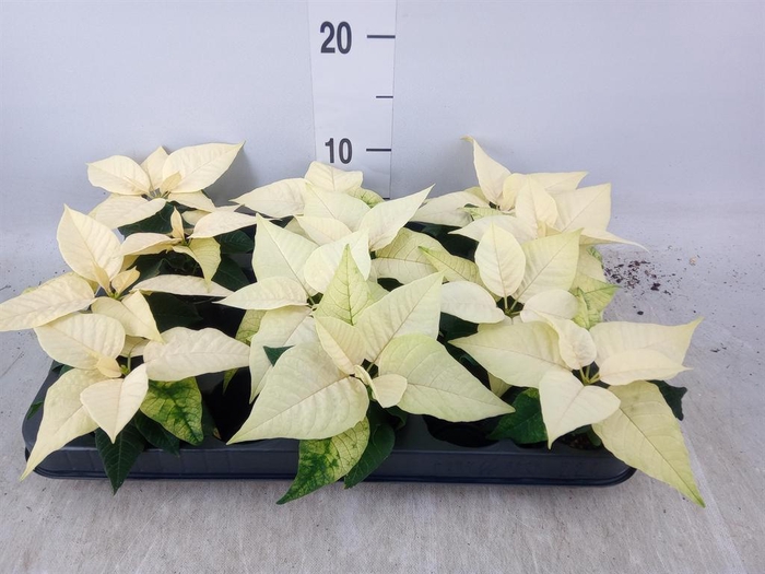 <h4>Euphorbia pulc. 'Alaska'</h4>