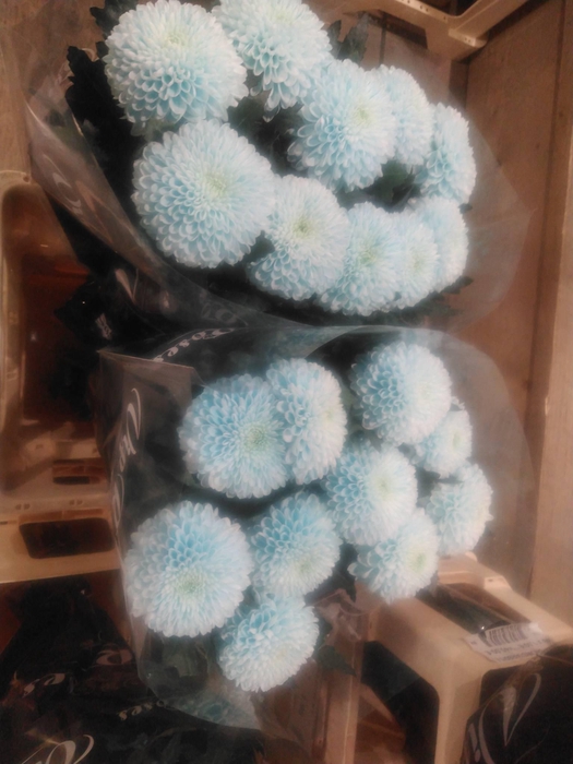 CHR E GEF PP HELL BLAU