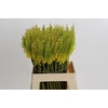 Kniphofia Sunningdale Yellow