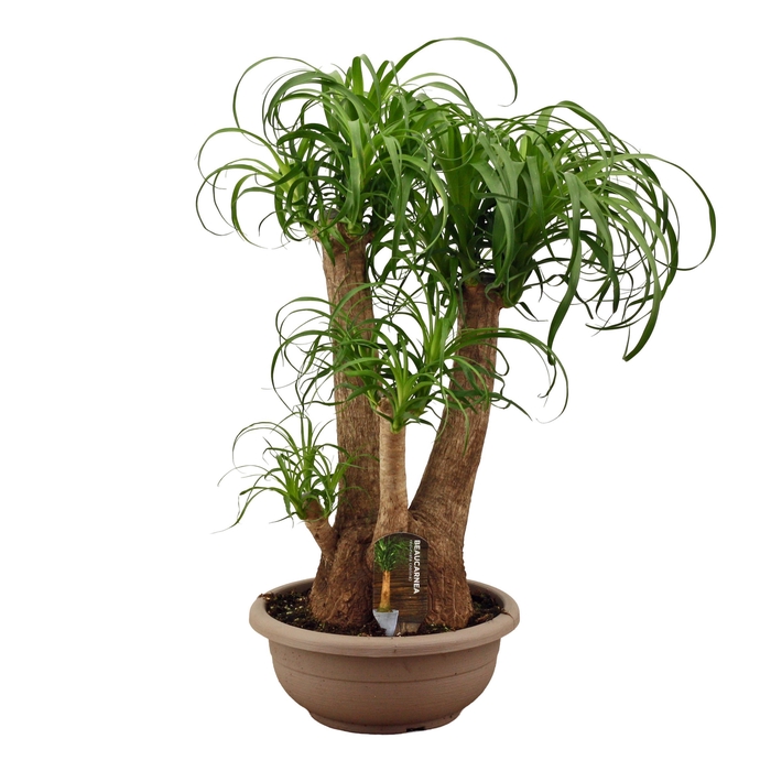 Beaucarnea vertakt compact in 30 cm schaal