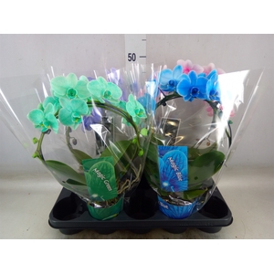 Phalaenopsis   ...