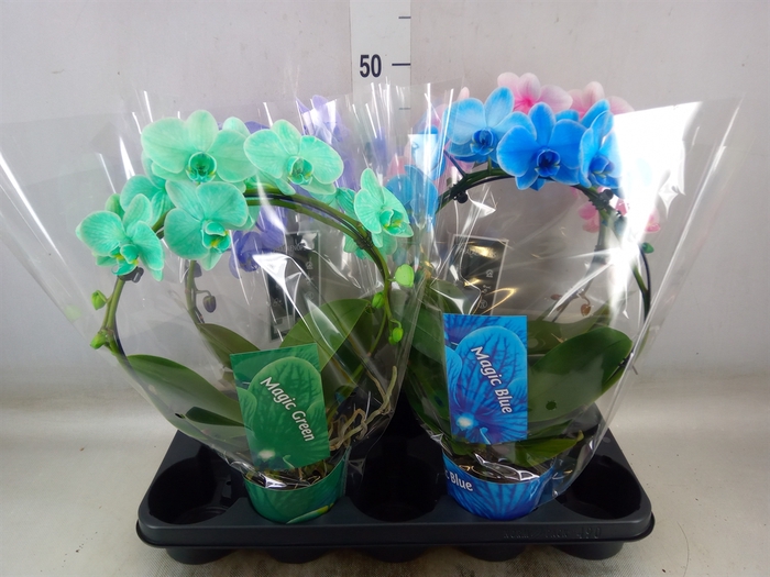 <h4>Phalaenopsis   ...</h4>