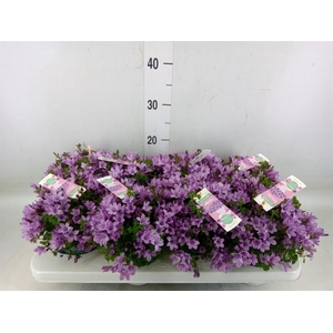 Campanula porten. 'Ambella In Prpl'