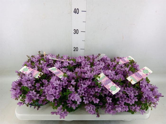 <h4>Campanula porten. 'Ambella In Prpl'</h4>