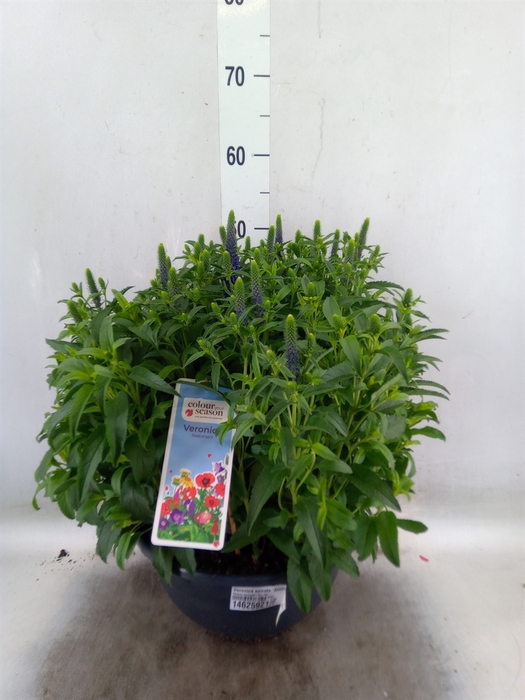 <h4>Veronica spicata 'Anniversary Blue'</h4>