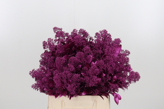 Skimmia Kl Bh Metal Erica