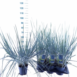 LEYM ARENARIUS