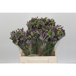Anigozanthos Celebrations Firework
